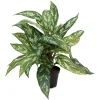 Aglonema potteplante