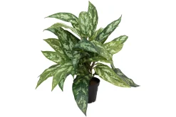 Aglonema potteplante