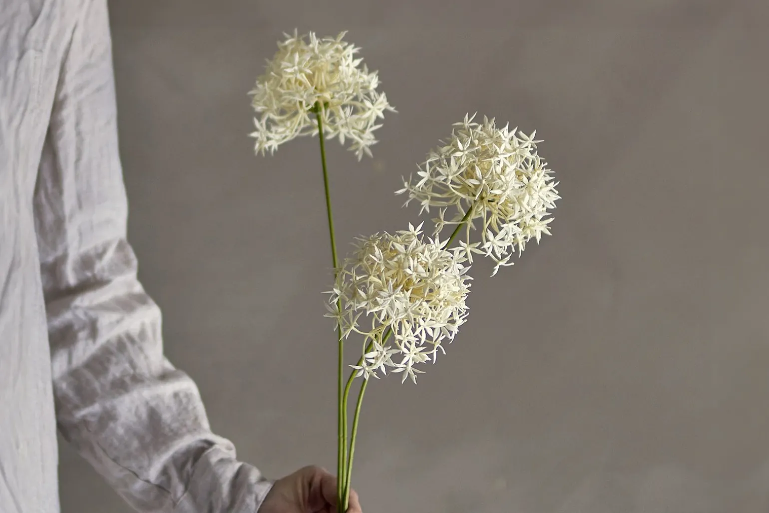 Allium stilkblomst