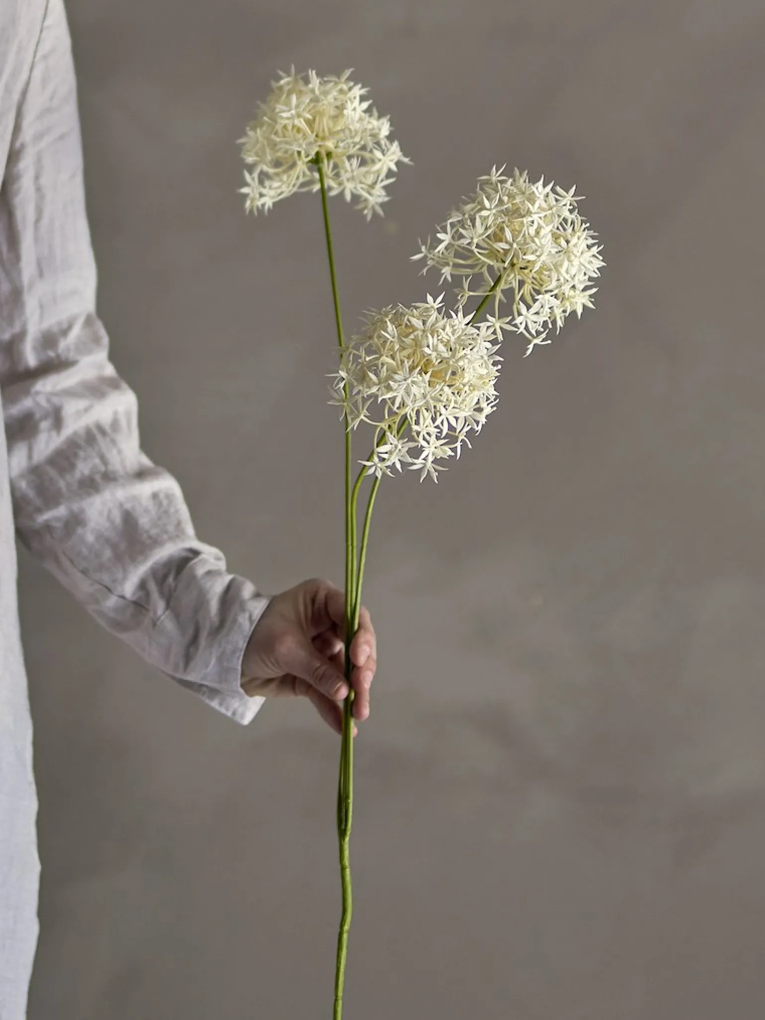 Allium stilkblomst