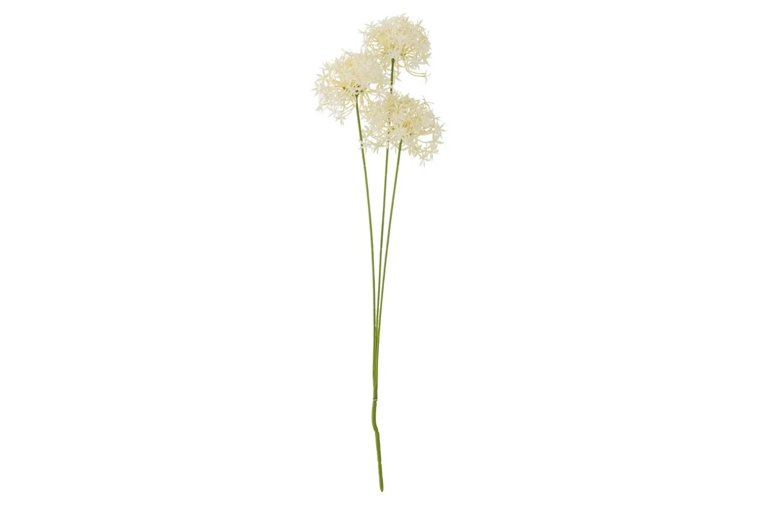 Allium stilkblomst