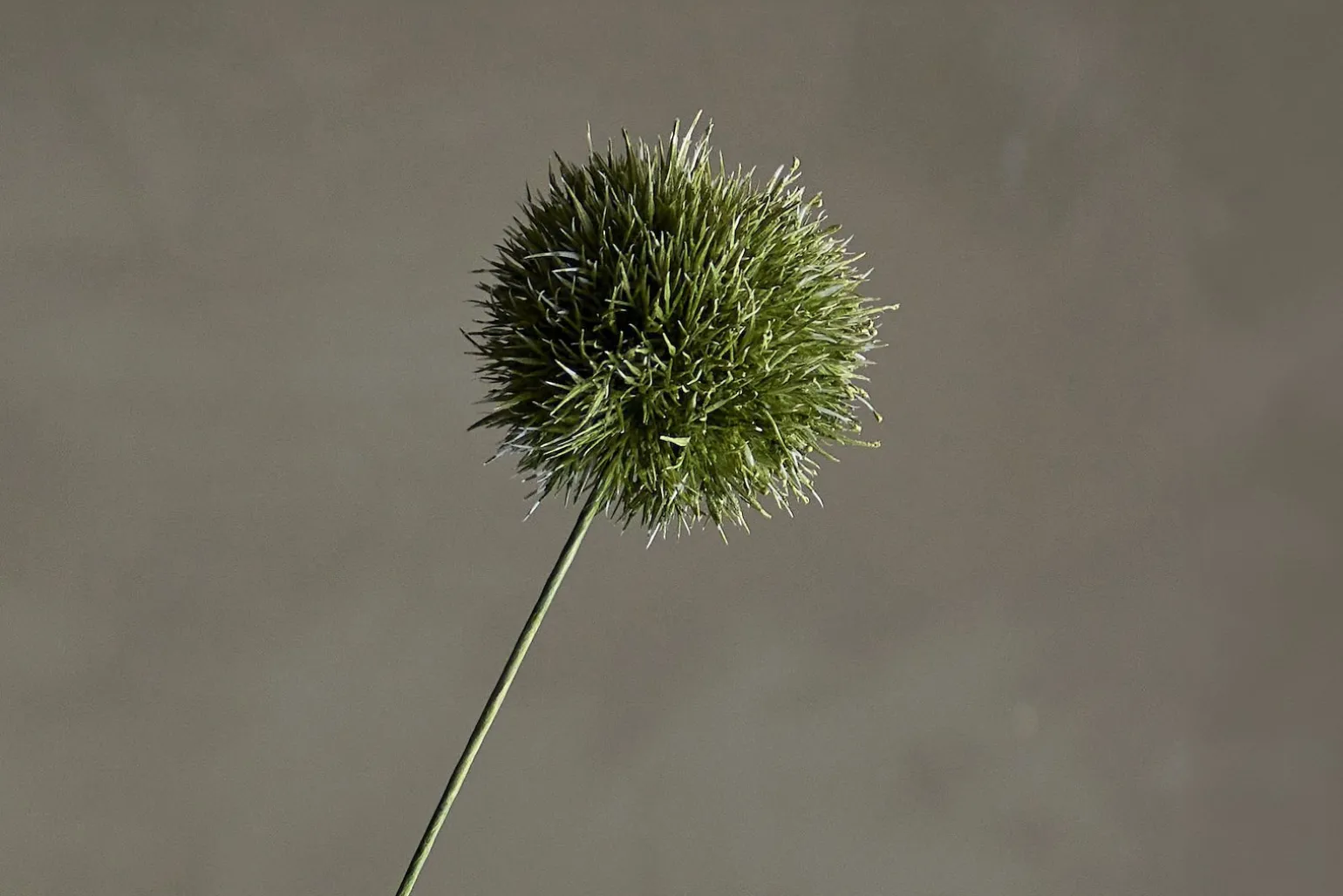 Allium stilkblomst