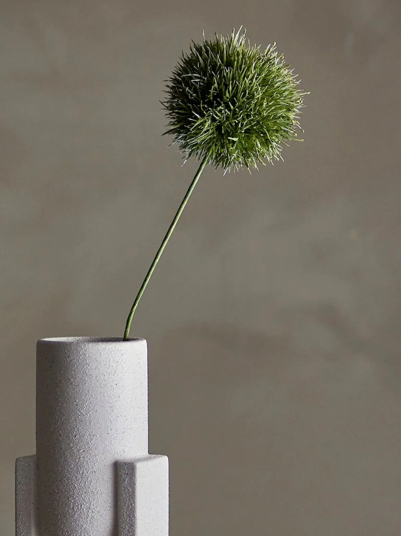 Allium stilkblomst