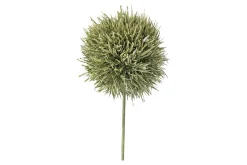 Allium stilkblomst