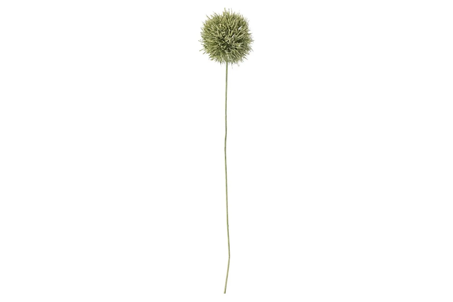 Allium stilkblomst