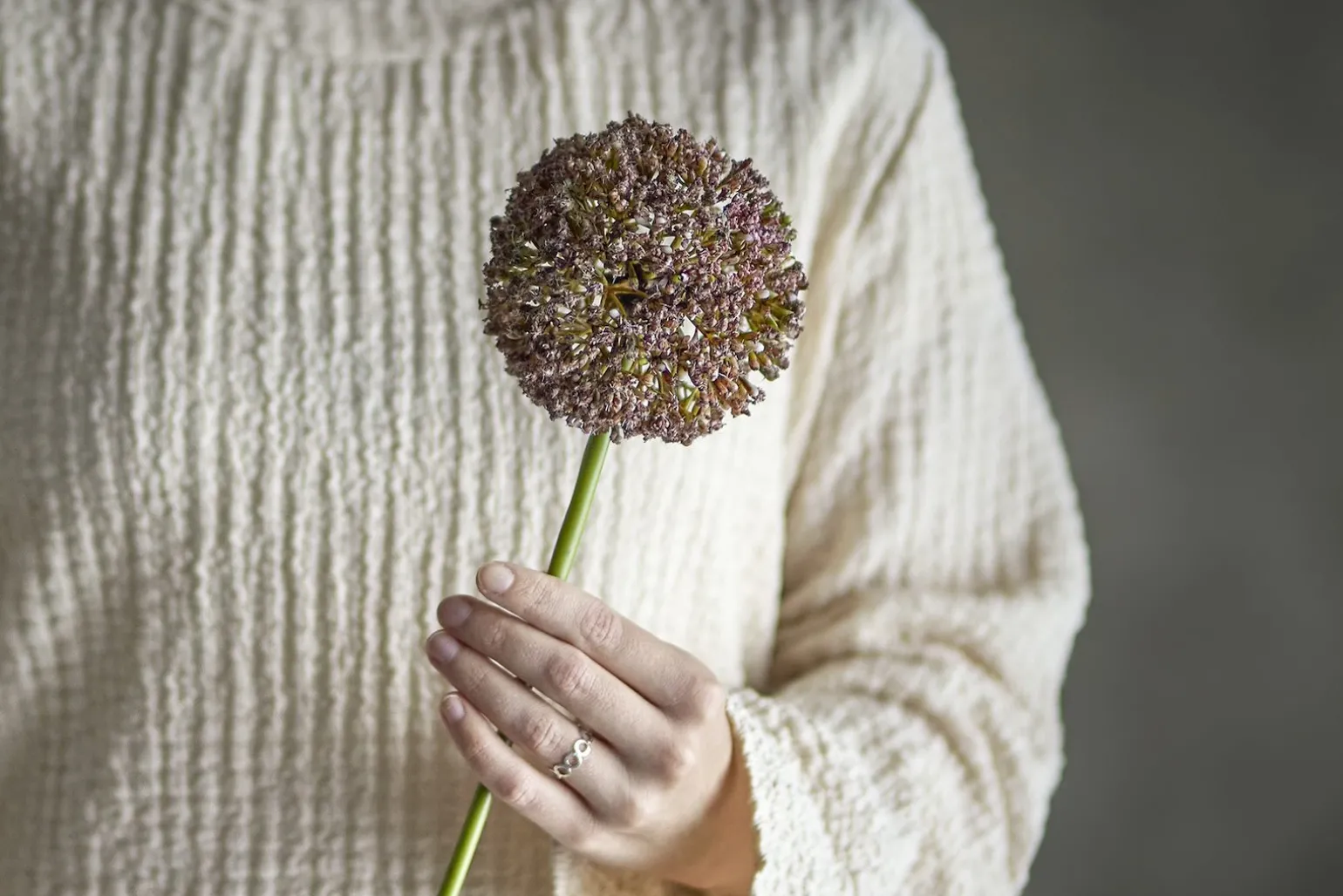 Allium stilkblomst