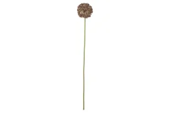Allium stilkblomst