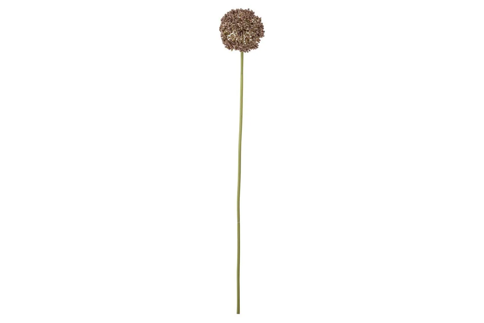Allium stilkblomst