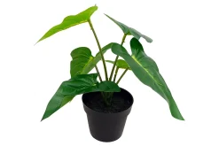 Alocasia potteplante