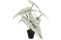 Alocasia potteplante