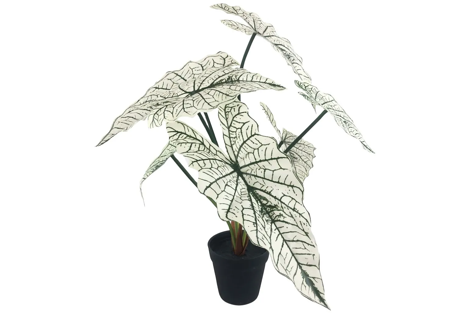 Alocasia potteplante