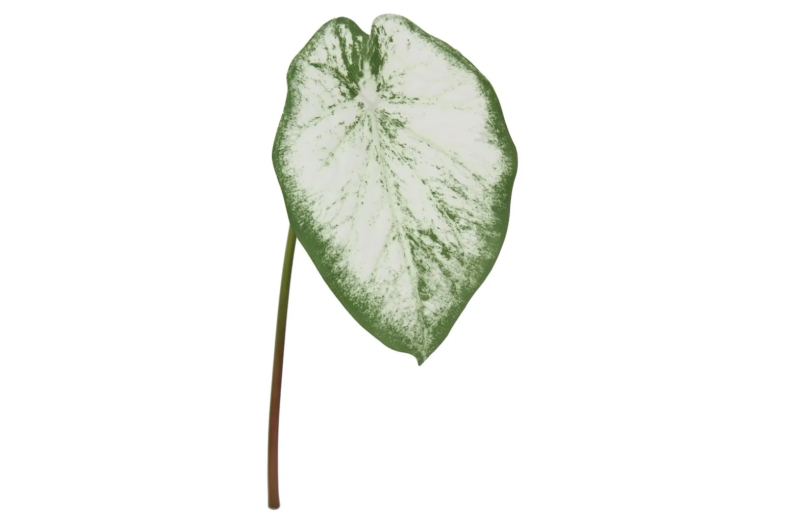 Alocasia stilkplante