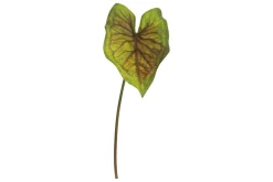 Alocasia stilkplante