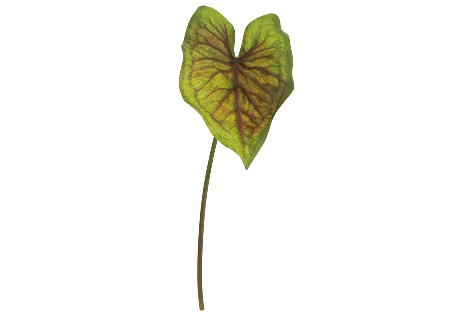 Alocasia stilkplante