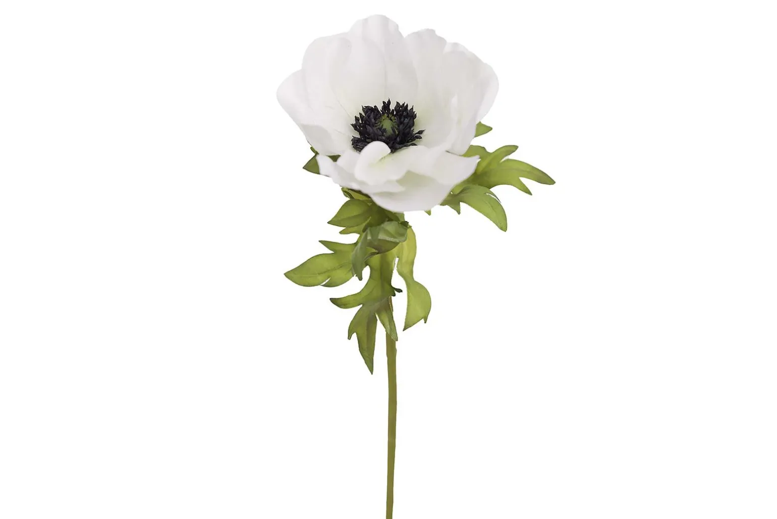 Anemone stilkblomst