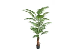 Arecapalme potteplante