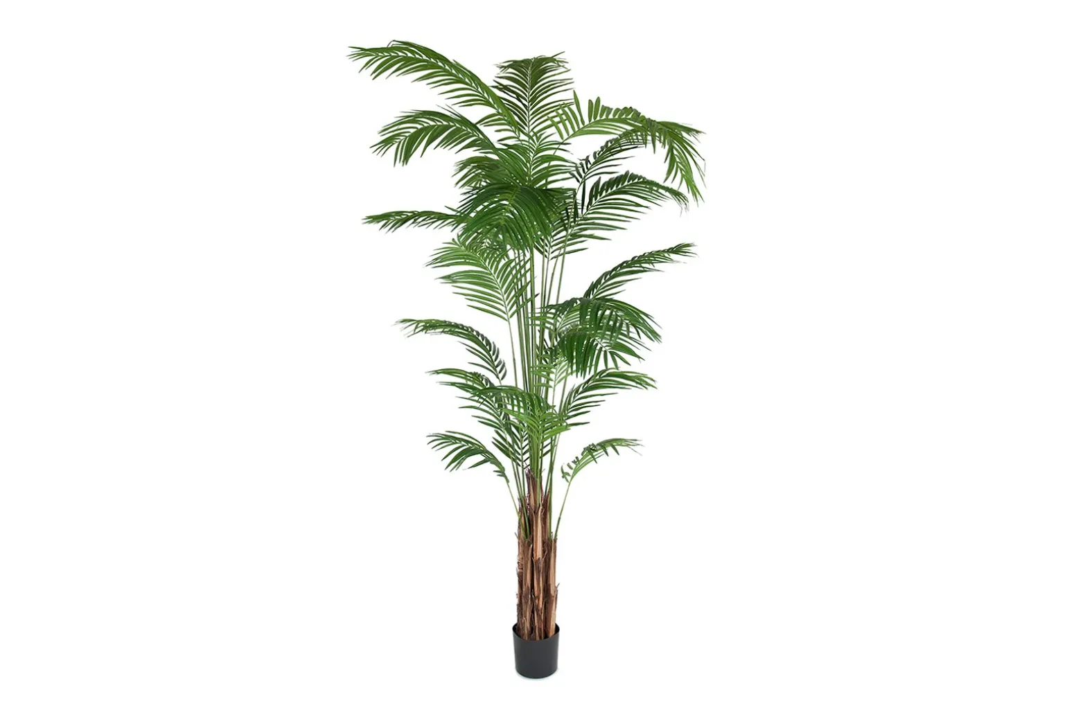 Arecapalme potteplante