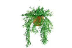 Asparagus hengeplante
