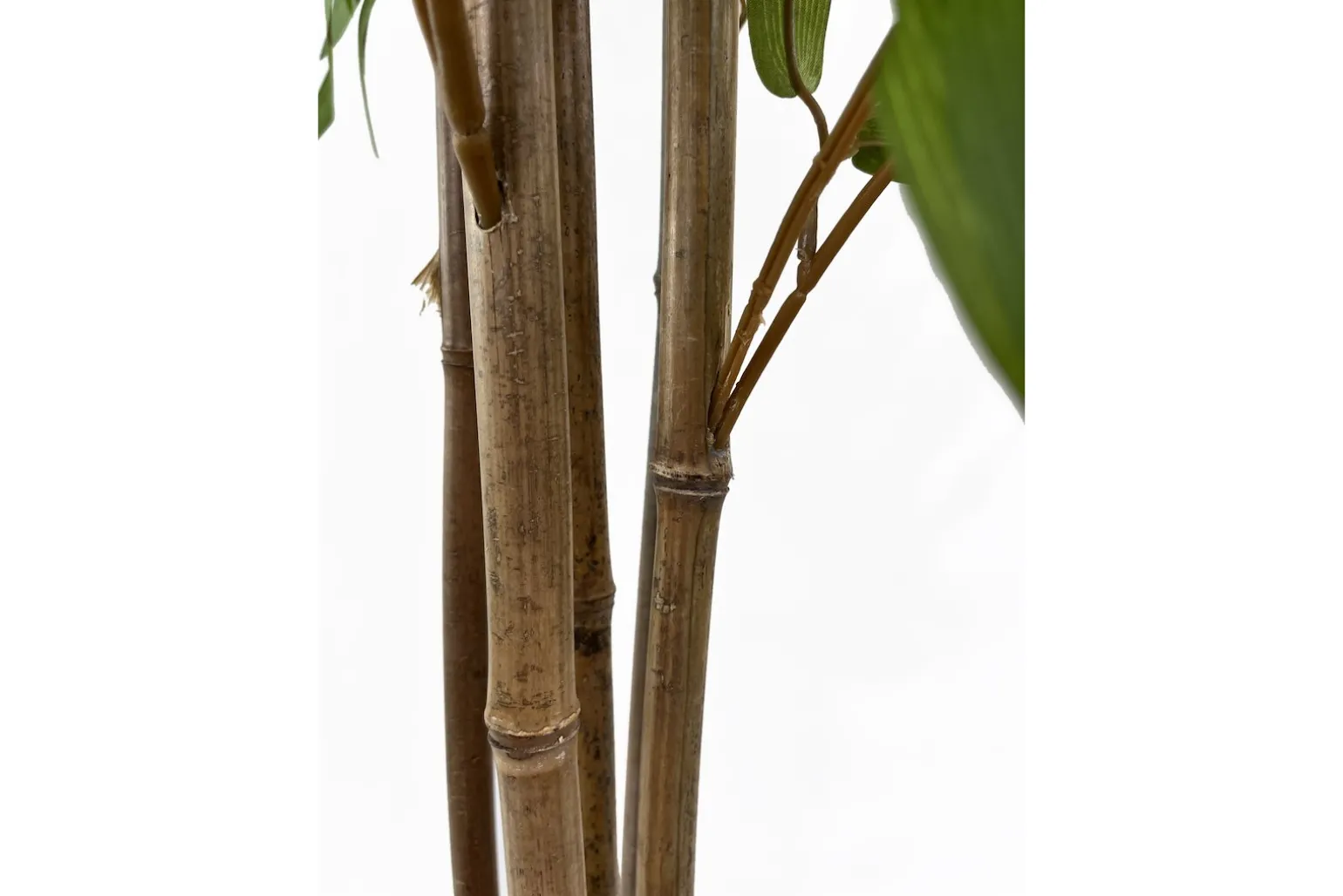 Bambus potteplante