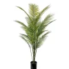 Bergspalme potteplante