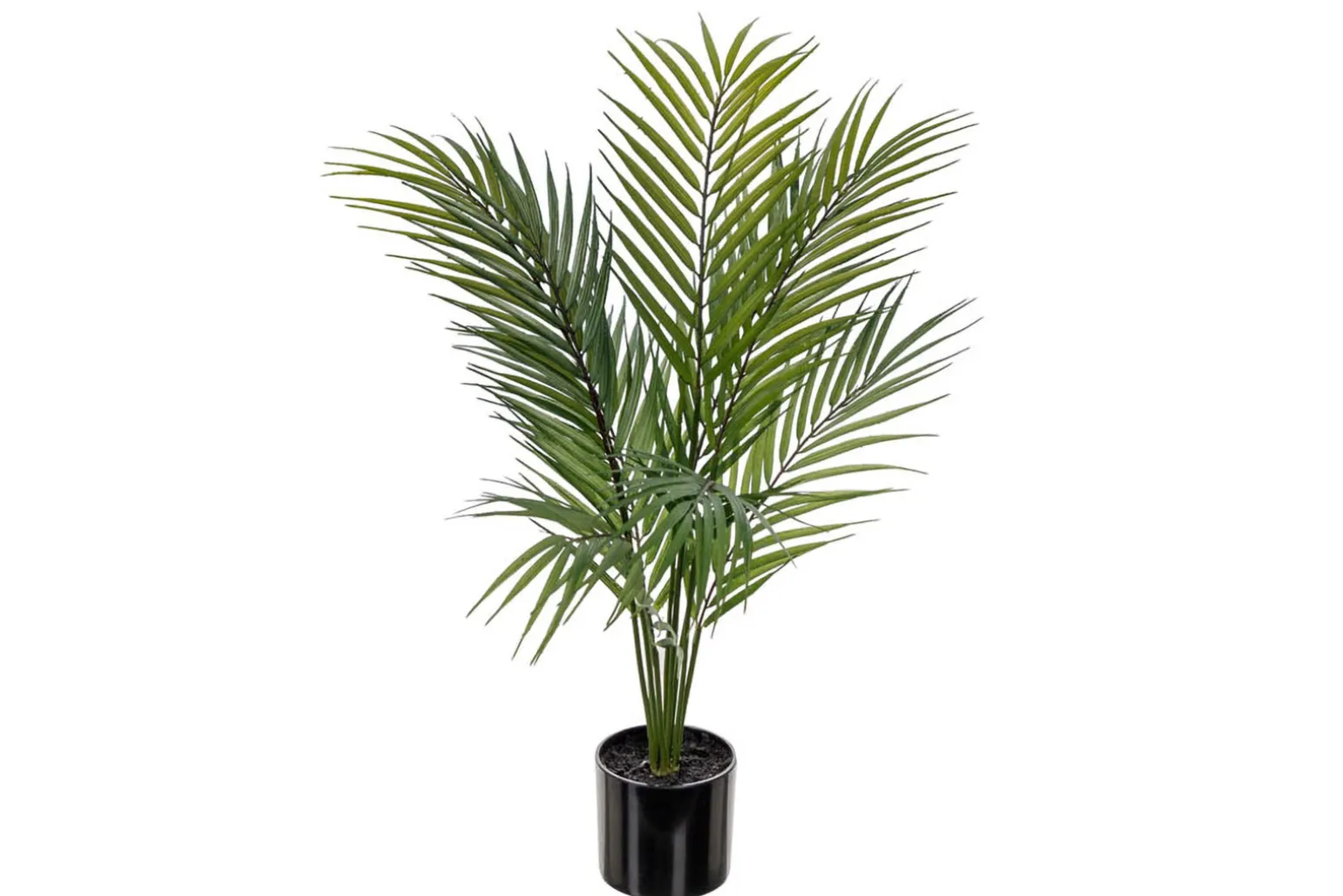 Bergspalme potteplante