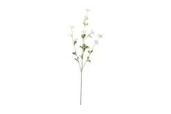 Blådaggry stilkblomst