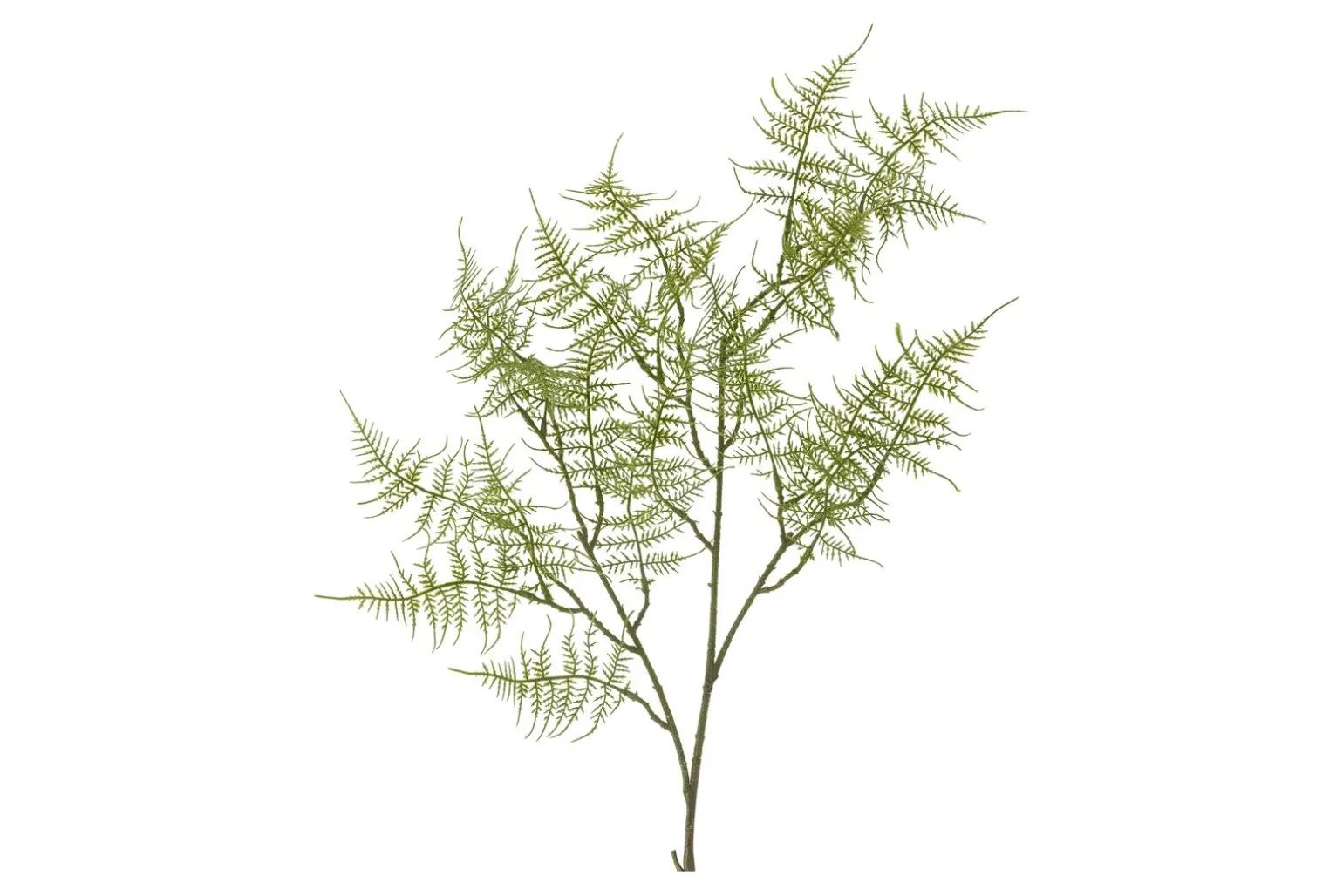 Bregne kvist/stilkblomst