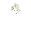 Brudeslør stilkblomst