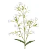 Brudeslør stilkblomst