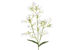 Brudeslør stilkblomst