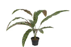 Calathea potteplante