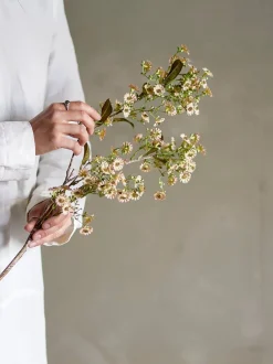 Chamelaucium stilkblomst