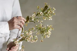 Chamelaucium stilkblomst