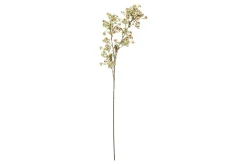 Chamelaucium stilkblomst