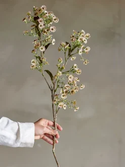 Chamelaucium stilkblomst