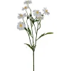 Cosmos stilkblomst