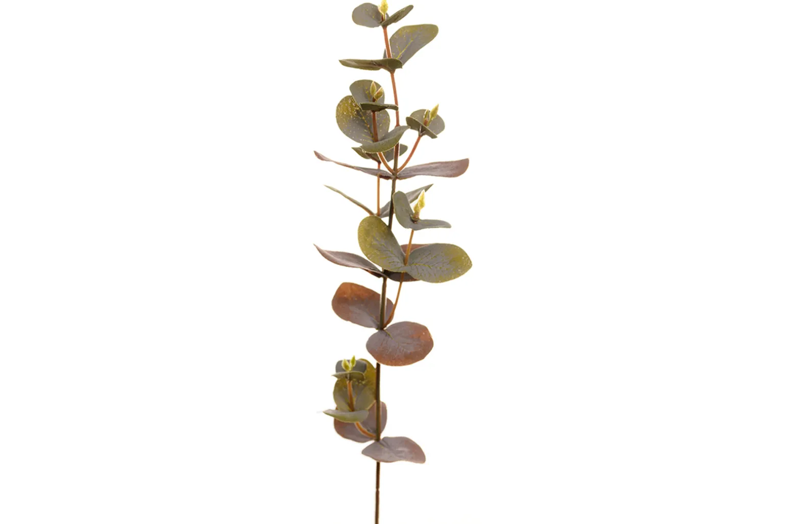 Eucalyptus kvist