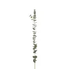 Eucalyptus kvist