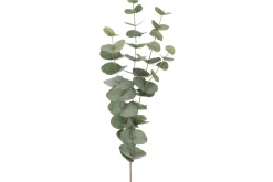 Eucalyptus kvist