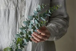 Eucalyptus kvist/stilkblomst