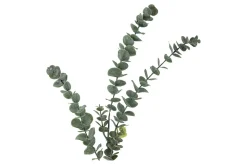 Eucalyptus kvist/stilkblomst