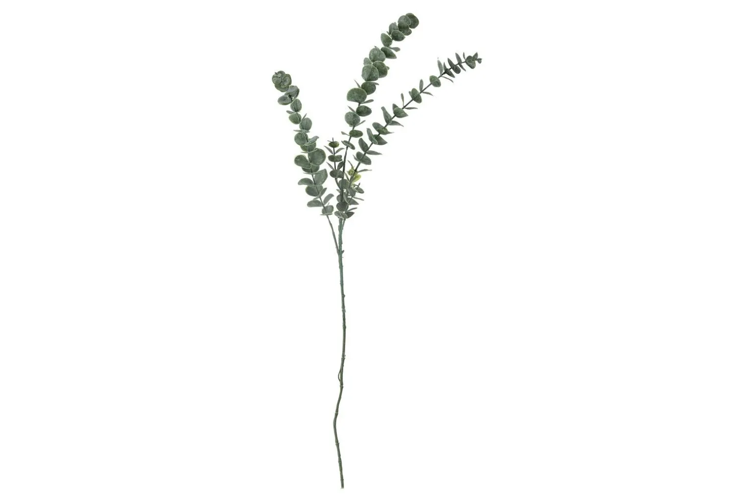 Eucalyptus kvist/stilkblomst