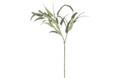 Eucalyptus kvist/stilkblomst