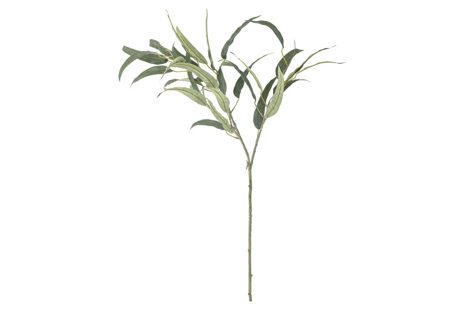Eucalyptus kvist/stilkblomst