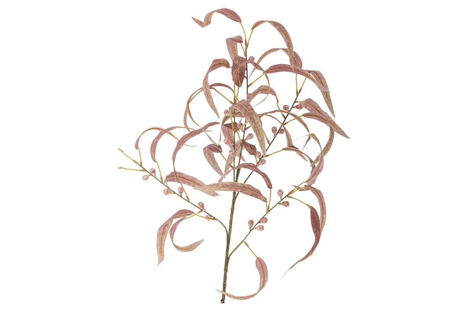 Eucalyptus kvist/stilkblomst