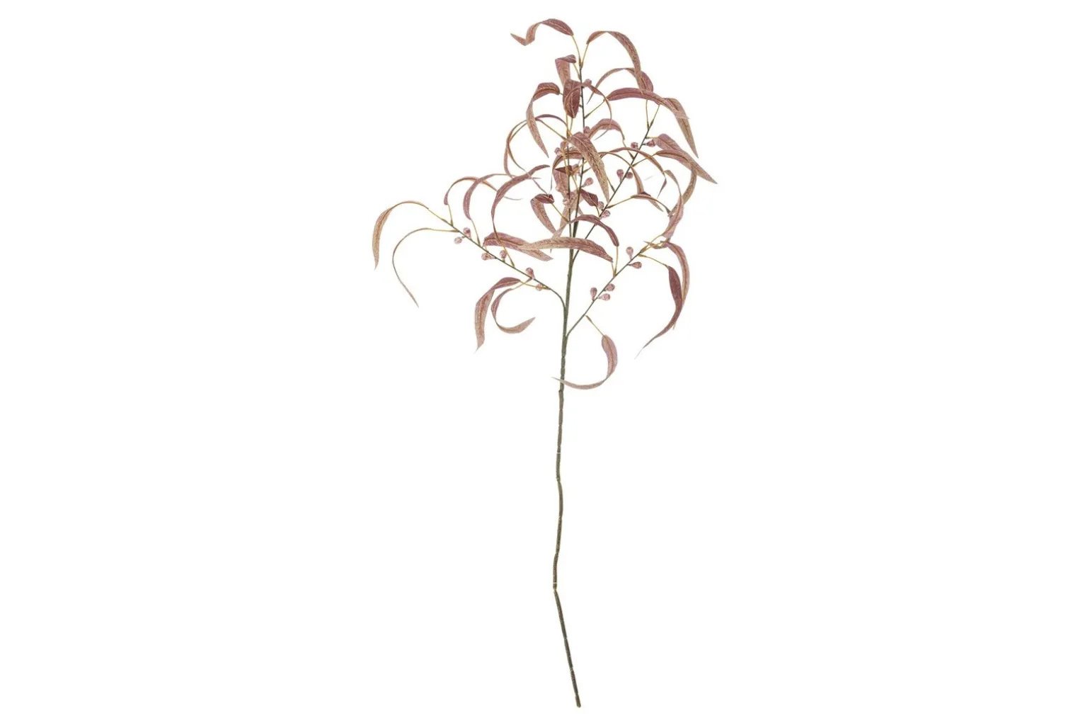 Eucalyptus kvist/stilkblomst