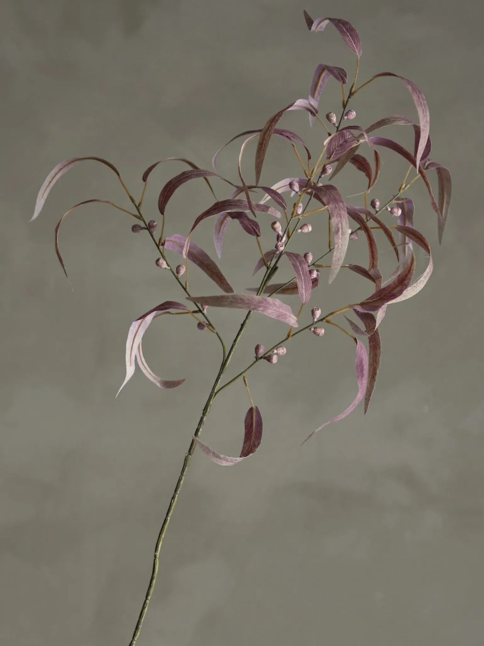 Eucalyptus kvist/stilkblomst