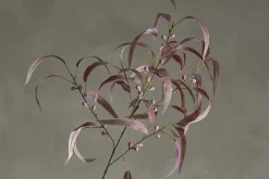 Eucalyptus kvist/stilkblomst