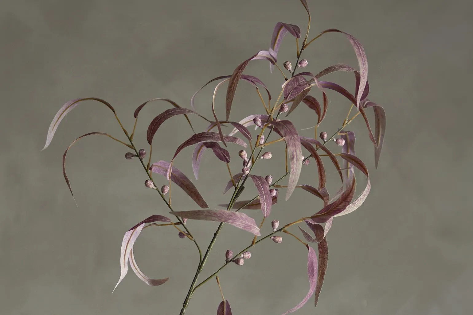 Eucalyptus kvist/stilkblomst