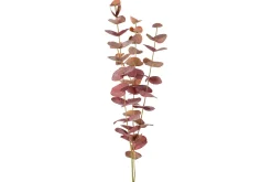Eucalyptus stilk